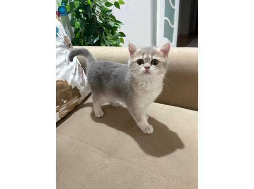 Blue Golden Scottish Straight: Kadife Tüylü Prenses