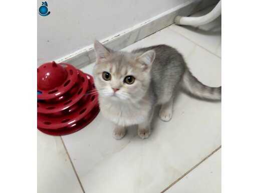 British shorthair yavrular teslime hazır!!!