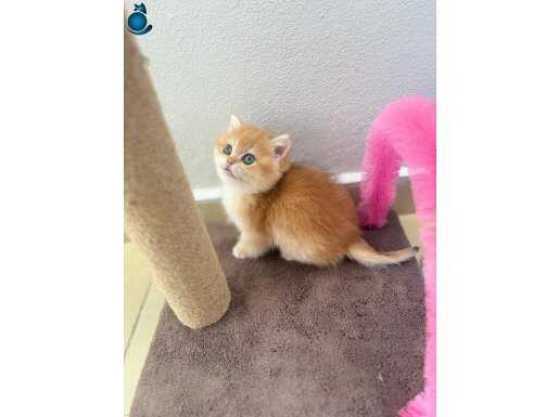 Full üretim secereli golden bebekler!!!