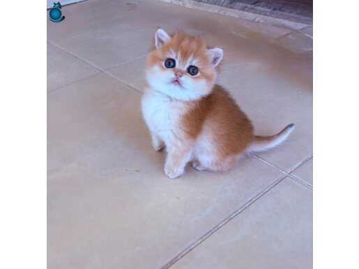 A kalite golden yavrular!!!