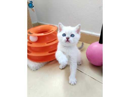 British shorthair dişi yavrular teslime hazır!!!