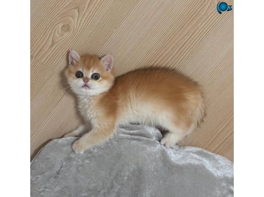 Full üretim secereli prensesler!!!