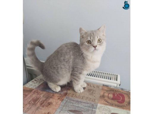 British shorthair erkek yavru yeni aile bekliyor