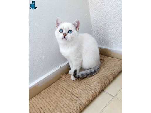 Dişi bebeklerimiz teslime hazır!!!