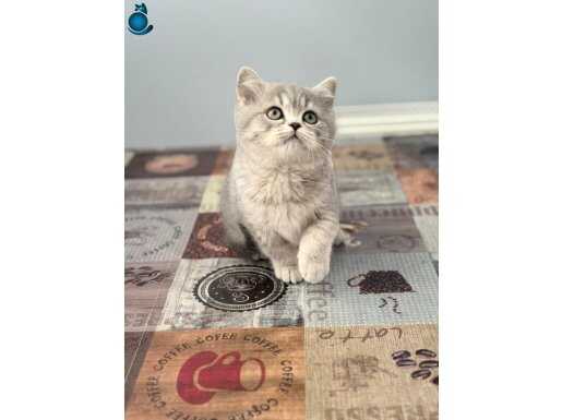 British shorthair yavrular teslime hazır!!