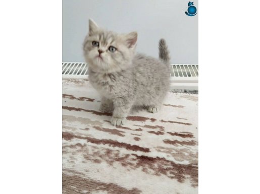 British shorthair yavrular yeni yuvalarına gitmeye hazır!!!