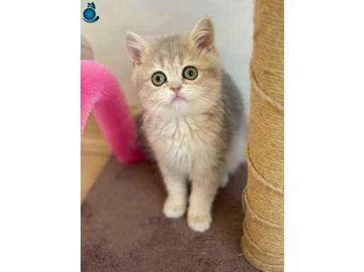 WCF Secereli Scottish Straight Blue Golden ay11 Dişi Yavru