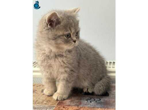 British shorthair yavrular teslime hazır 