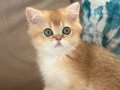 British shorthair golden ny11 erkek yavru teslime hazır!!