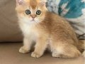 British shorthair golden ny11 erkek yavru teslime hazır!!