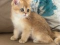 British shorthair golden ny11 erkek yavru teslime hazır!!