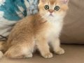 British shorthair ny11 erkek yavru teslime hazır