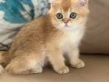 British shorthair ny11 erkek yavru teslime hazır
