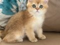 British shorthair ny11 erkek yavru teslime hazır