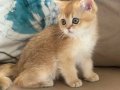 British shorthair ny11 erkek yavru teslime hazır