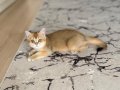 British shorthair ny11 erkek yavru teslime hazır!!!