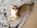 British shorthair ny11 erkek yavru teslime hazır!!!