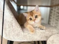 British shorthair ny11 erkek yavru teslime hazır!!!
