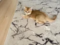 British shorthair ny11 erkek yavru teslime hazır!!!