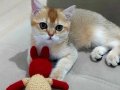 British shorthair ny11 erkek yavru teslime hazır