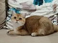 British shorthair ny11 yakışıklı teslime hazır!!!!