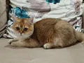British shorthair ny11 yakışıklı teslime hazır!!!!
