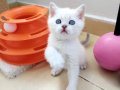 British shorthair dişi yavrular teslime hazır!!!