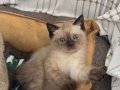 Eşsiz Güzelikte Siyam Yavrusu