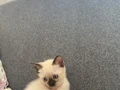 Nadir güzellikte Siyam yavrusu