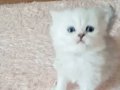 10 HAZİRAN DOĞUMLU CANA YAKIN SAĞLIKLI YAVRULARIM 