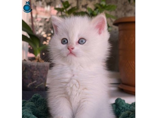 Safkan British Shorthair Show Kalite Yavrular