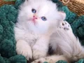 Safkan British Longhair Erkek Yavrular(Anne-Baba Full Scrli)