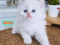 Safkan British Longhair Erkek Yavrular(Anne-Baba Full Scrli)
