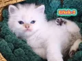 Safkan British Longhair Erkek Yavrular(Anne-Baba Full Scrli)