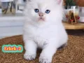 Safkan British Longhair Erkek Yavrular(Anne-Baba Full Scrli)