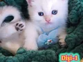 Safkan British Shorthair Dişi Yavrular(Anne-Baba Full Scrli)