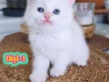 Safkan British Shorthair Dişi Yavrular(Anne-Baba Full Scrli)
