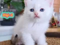 Safkan British Shorthair Dişi Yavrular(Anne-Baba Full Scrli)