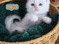 Safkan British Shorthair Dişi Yavrular(Anne-Baba Full Scrli)