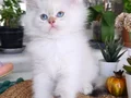 Safkan British Longhair ve Shorthair Show Kalite Yavrular