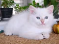 Safkan British Longhair ve Shorthair Show Kalite Yavrular