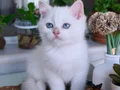 Safkan British Longhair ve Shorthair Show Kalite Yavrular