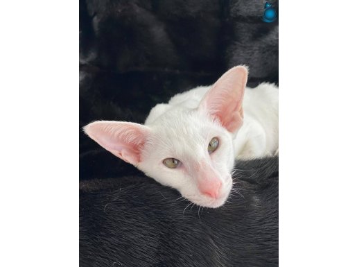 Oriental Shorthair Beyaz ve Siyah Renk Yavrulat