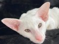 Oriental Shorthair Beyaz ve Siyah Renk Yavrulat