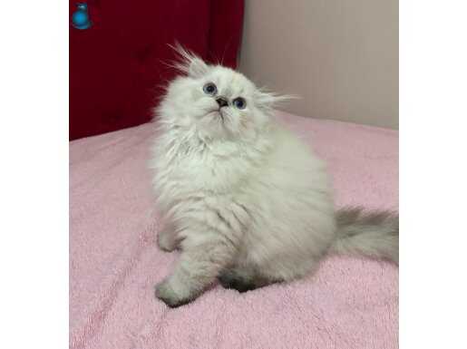 Veteriner Kontrolleri Yapılmış Scottish Fold Erkek Yavru