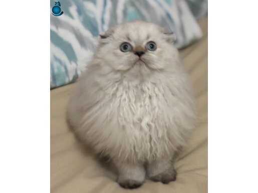 Sağlıklı ve. Safkan Scottish Fold Dişi Yavru