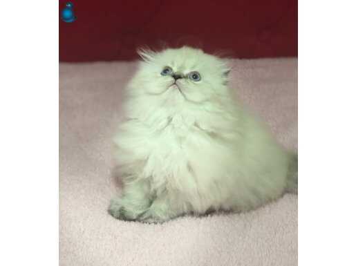 SAFKAN SECERELİ BABADAN SCOTTİSH FOLD LONGHAİR DİŞİ YAVRU