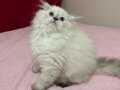 Veteriner Kontrolleri Yapılmış Scottish Fold Erkek Yavru