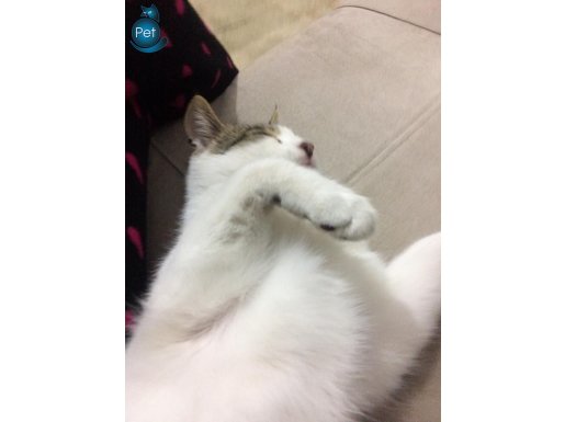 TATLI KUCAKCI KEDİM