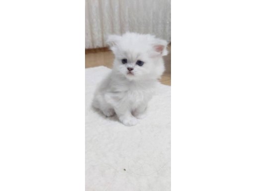 Gümüş Parıltılı Dişi Scottish Straight - 14 Şubat Doğumlu Oyuncu Yavru